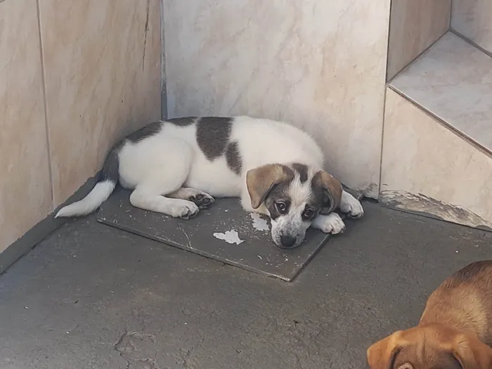 Cachorro ra a SRD-ViraLata idade 2 a 6 meses nome Mavie 