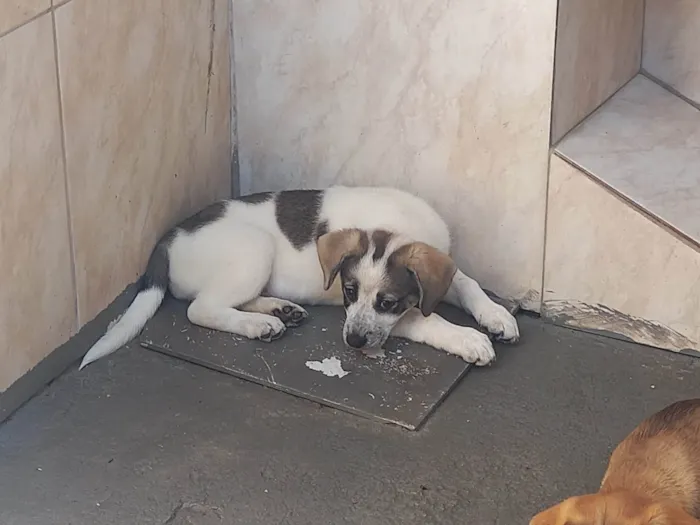 Cachorro ra a SRD-ViraLata idade 2 a 6 meses nome Mavie 