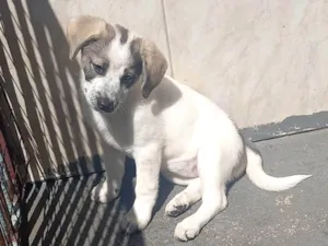 Cachorro raça SRD-ViraLata idade 2 a 6 meses nome Mavie 