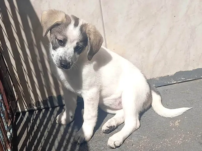 Cachorro ra a SRD-ViraLata idade 2 a 6 meses nome Mavie 