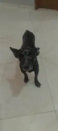 Pretinho