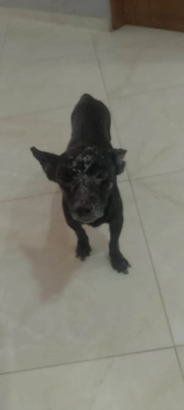 Cachorro ra a SRD-ViraLata idade 6 ou mais anos nome Pretinho