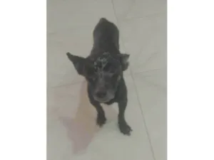 Cachorro raça SRD-ViraLata idade 6 ou mais anos nome Pretinho