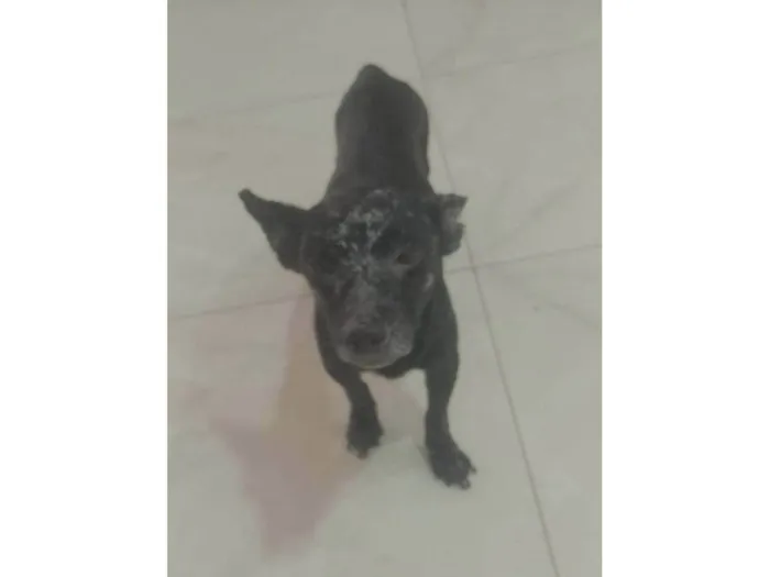 Cachorro ra a SRD-ViraLata idade 6 ou mais anos nome Pretinho