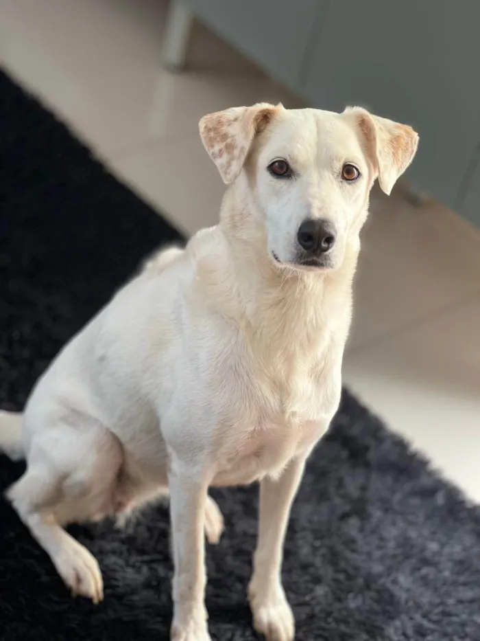 Cachorro ra a SRD-ViraLata idade 4 anos nome Cristal 