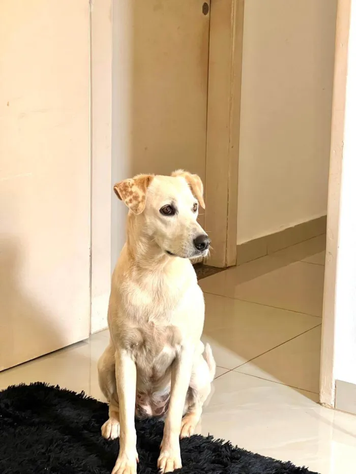 Cachorro ra a SRD-ViraLata idade 4 anos nome Cristal 