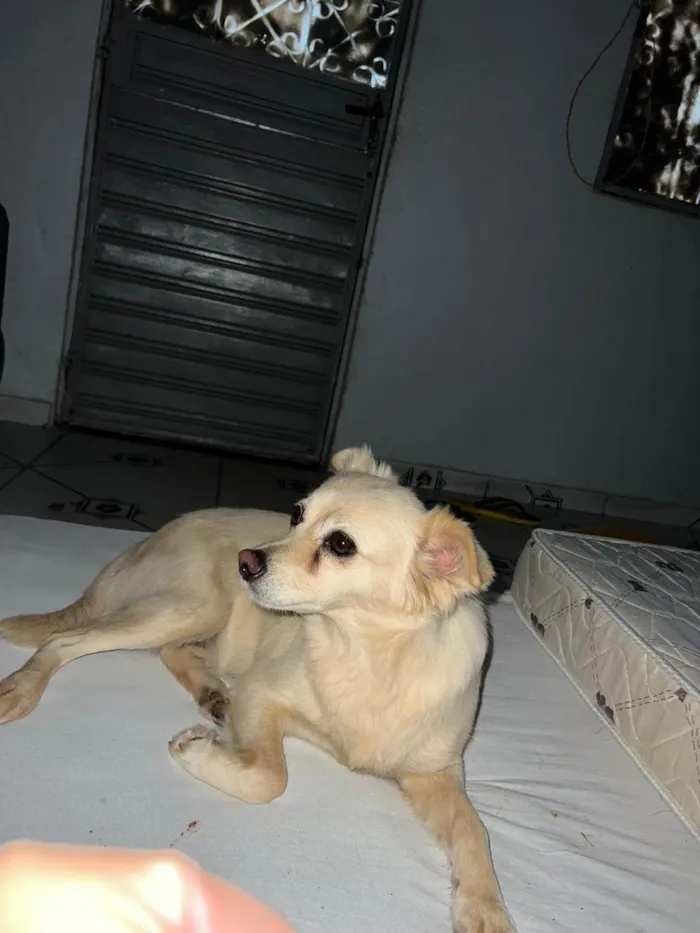 Cachorro ra a SRD-ViraLata idade 3 anos nome Raposa 