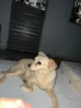 Raposa
