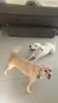 Raposa 