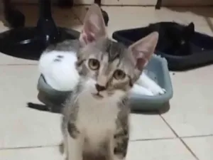 Gato raça SRD-ViraLata idade 2 a 6 meses nome Aroldo
