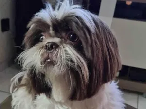 Cachorro raça Shitzu idade 4 anos nome Zoe