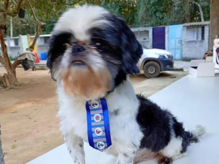 Cachorro ra a Shitzu idade 2 anos nome Nico