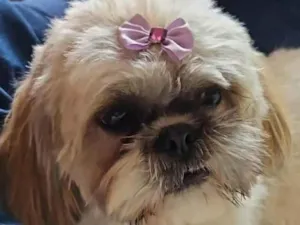 Cachorro raça Shitzu idade 1 ano nome Dora