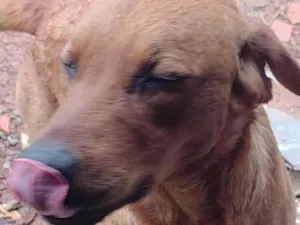 Cachorro raça Labrador idade 1 ano nome Pepi