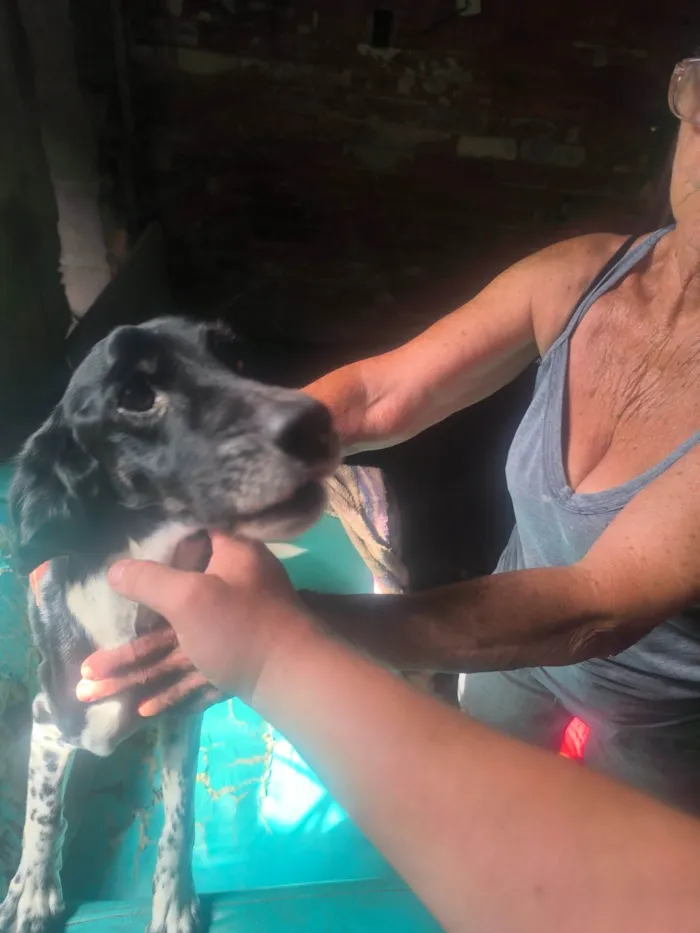 Cachorro ra a SRD-ViraLata idade 2 anos nome WANDERLEY GONCALVES DE MORAES