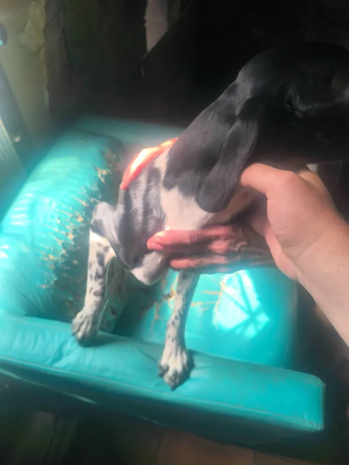 Cachorro ra a SRD-ViraLata idade 2 anos nome WANDERLEY GONCALVES DE MORAES