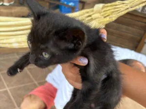 Gato raça SRD-ViraLata idade 2 a 6 meses nome Eclipse