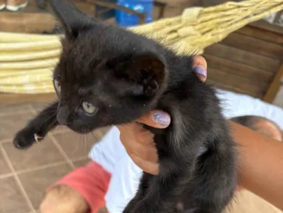 Gato raça SRD-ViraLata idade 2 a 6 meses nome Eclipse