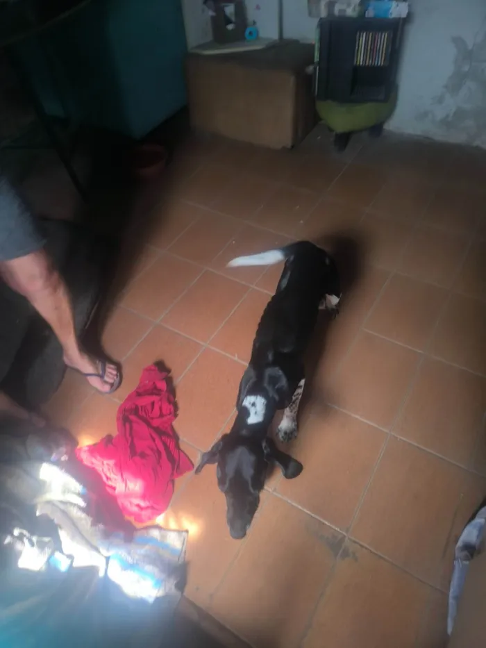 Cachorro ra a SRD-ViraLata idade 2 anos nome WANDERLEY GONCALVES DE MORAES