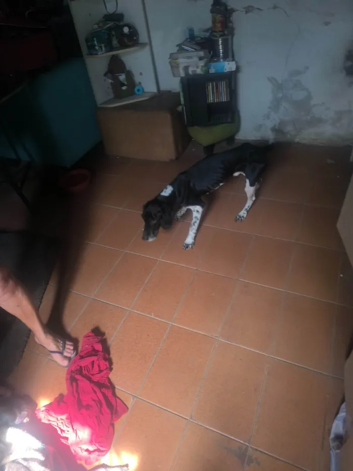 Cachorro ra a SRD-ViraLata idade 2 anos nome WANDERLEY GONCALVES DE MORAES