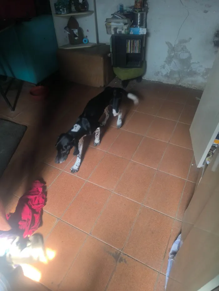 Cachorro ra a SRD-ViraLata idade 2 anos nome WANDERLEY GONCALVES DE MORAES