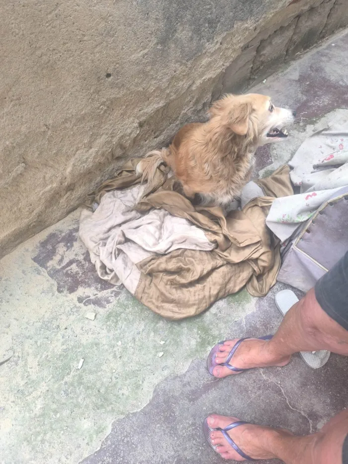 Cachorro ra a SRD-ViraLata idade 2 anos nome WANDERLEY GONCALVES DE MORAES