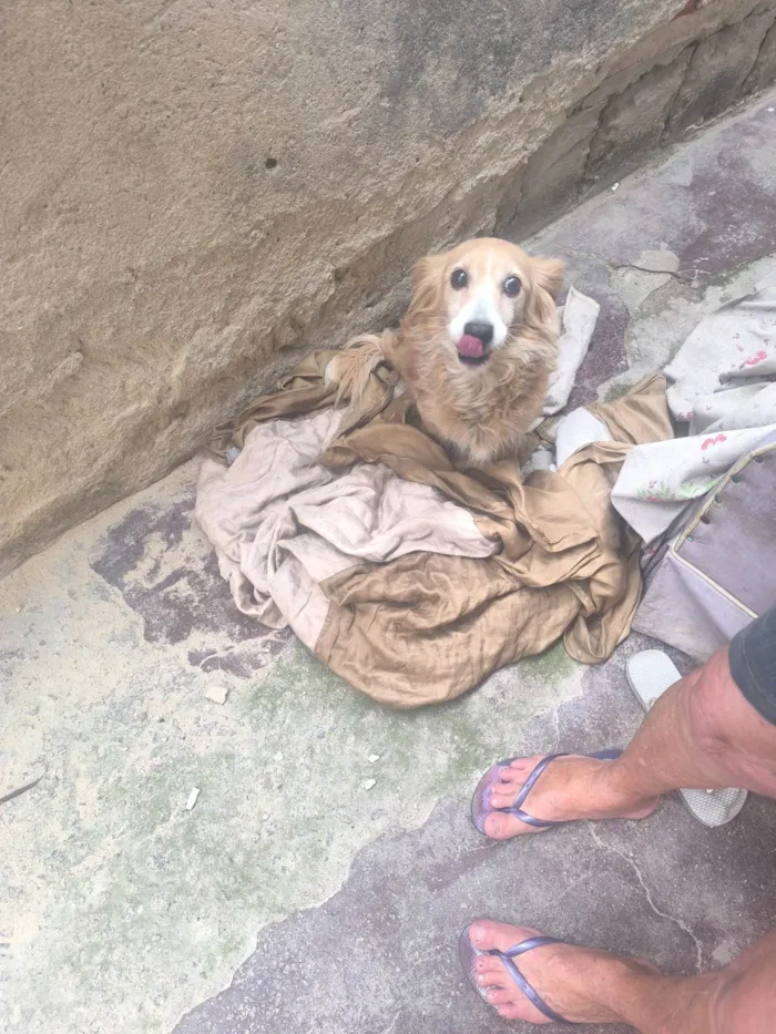 Cachorro ra a SRD-ViraLata idade 2 anos nome WANDERLEY GONCALVES DE MORAES