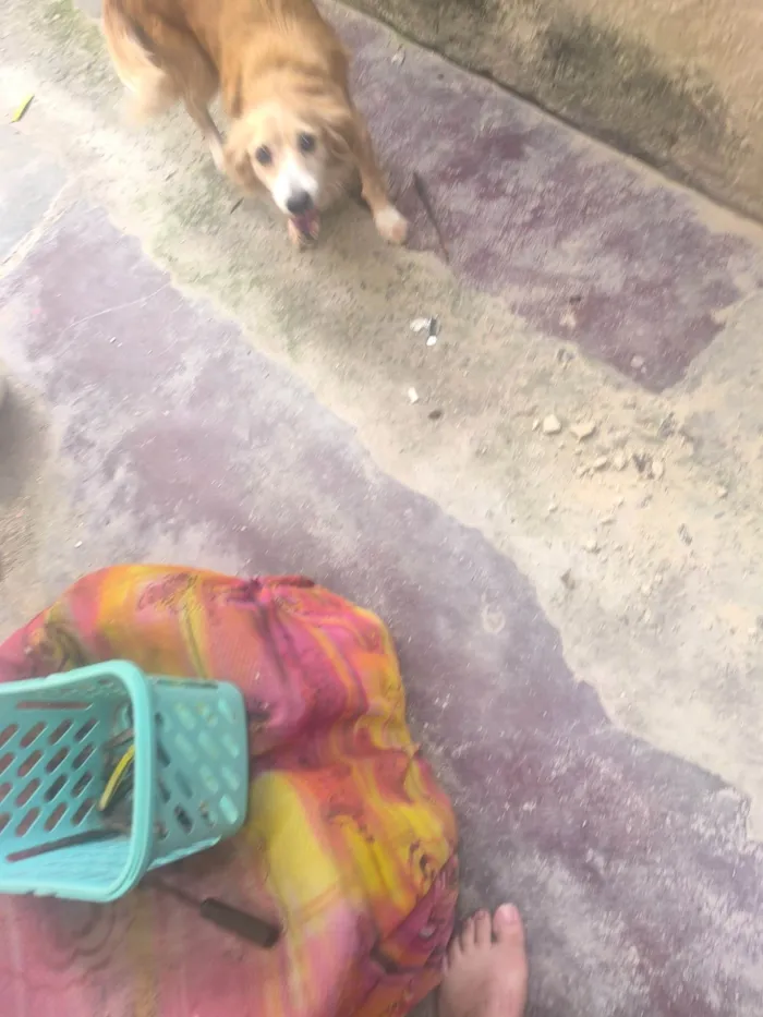 Cachorro ra a SRD-ViraLata idade 2 anos nome WANDERLEY GONCALVES DE MORAES