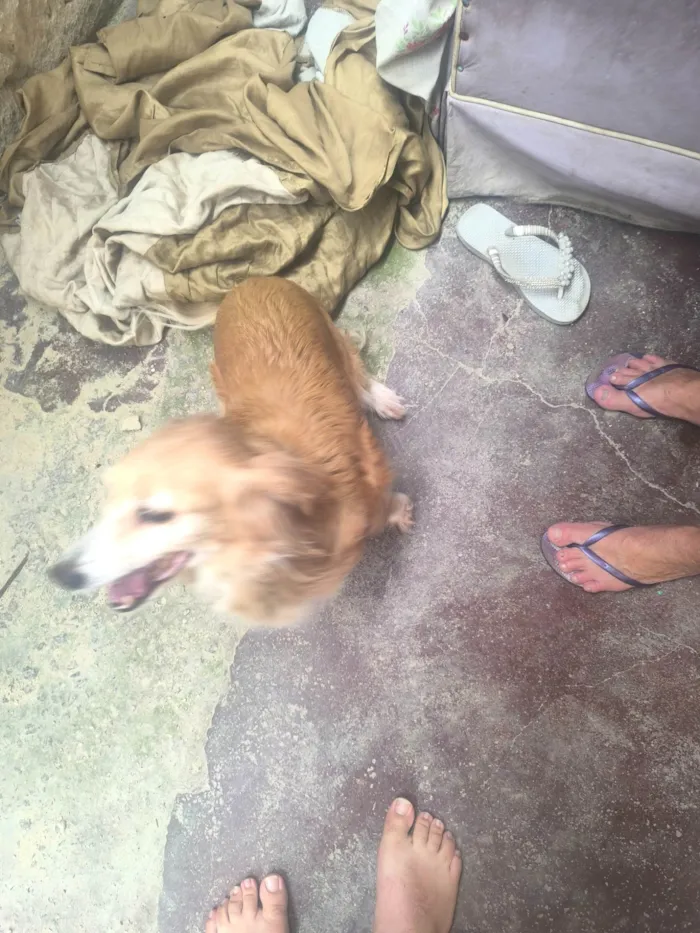 Cachorro ra a SRD-ViraLata idade 2 anos nome WANDERLEY GONCALVES DE MORAES