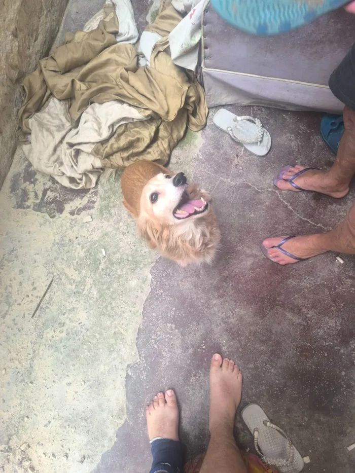 Cachorro ra a SRD-ViraLata idade 2 anos nome WANDERLEY GONCALVES DE MORAES