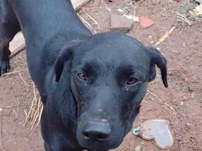 Cachorro raça Labrador idade 1 ano nome Bobe