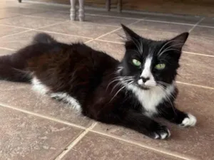 Gato raça Angorá idade 2 anos nome Cléo 