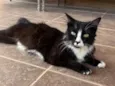 Cléo