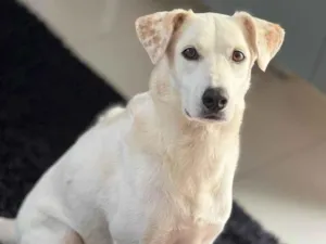 Cachorro raça SRD-ViraLata idade 4 anos nome Cristal 
