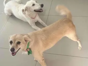 Cachorro raça SRD-ViraLata idade 3 anos nome Raposa 
