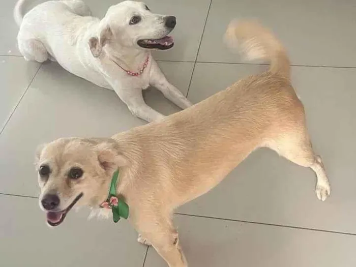 Cachorro ra a SRD-ViraLata idade 3 anos nome Raposa 