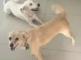 Raposa
