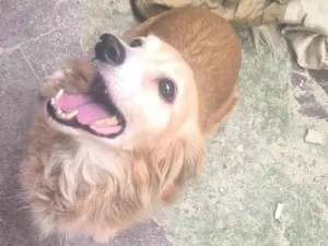 Cachorro raça SRD-ViraLata idade 2 anos nome WANDERLEY GONCALVES DE MORAES