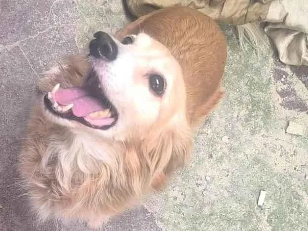 Cachorro ra a SRD-ViraLata idade 2 anos nome WANDERLEY GONCALVES DE MORAES