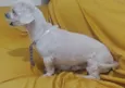 Igg