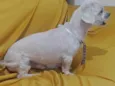 Igg