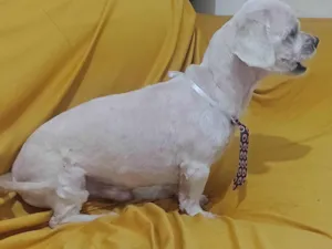 Cachorro raça Lhasa Apso idade 6 ou mais anos nome Igg