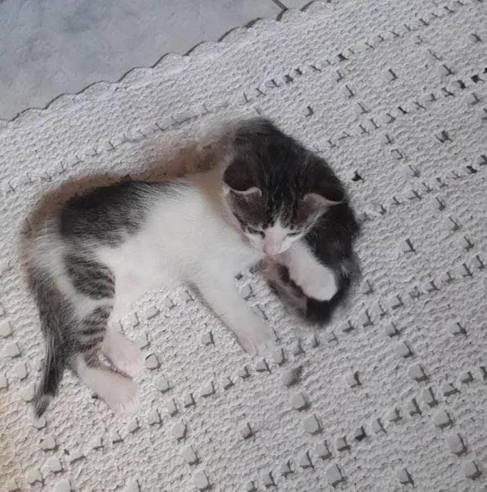 Gato ra a SRD-ViraLata idade Abaixo de 2 meses nome Luciana Santos Rodrigues