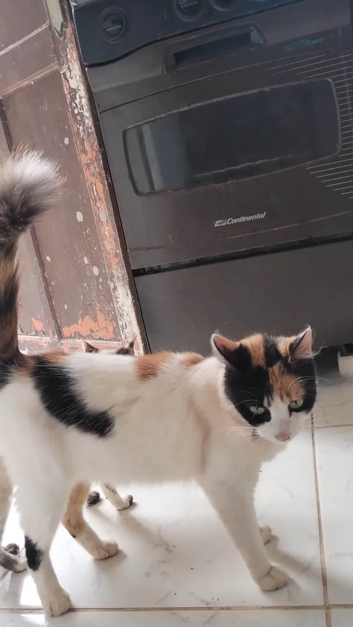 Gato ra a SRD-ViraLata idade 7 a 11 meses nome Lulu