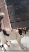 Lulu