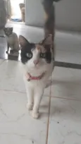 Lulu