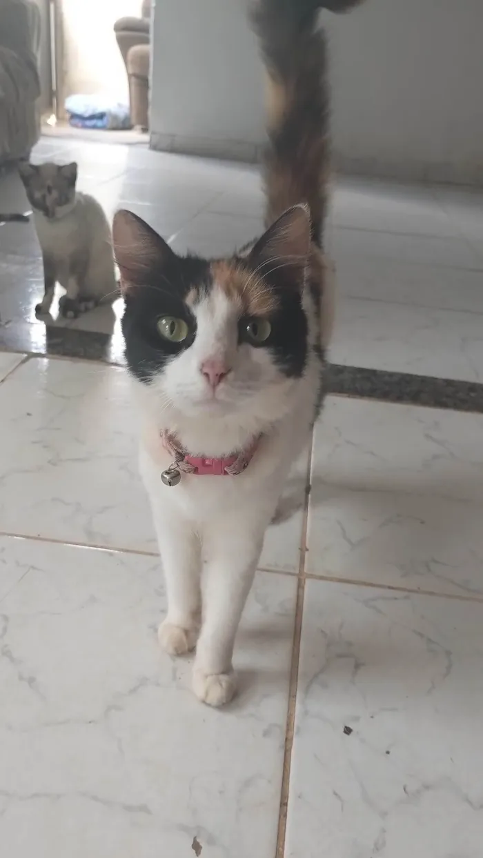 Gato ra a SRD-ViraLata idade 7 a 11 meses nome Lulu