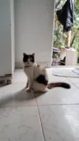 Lulu
