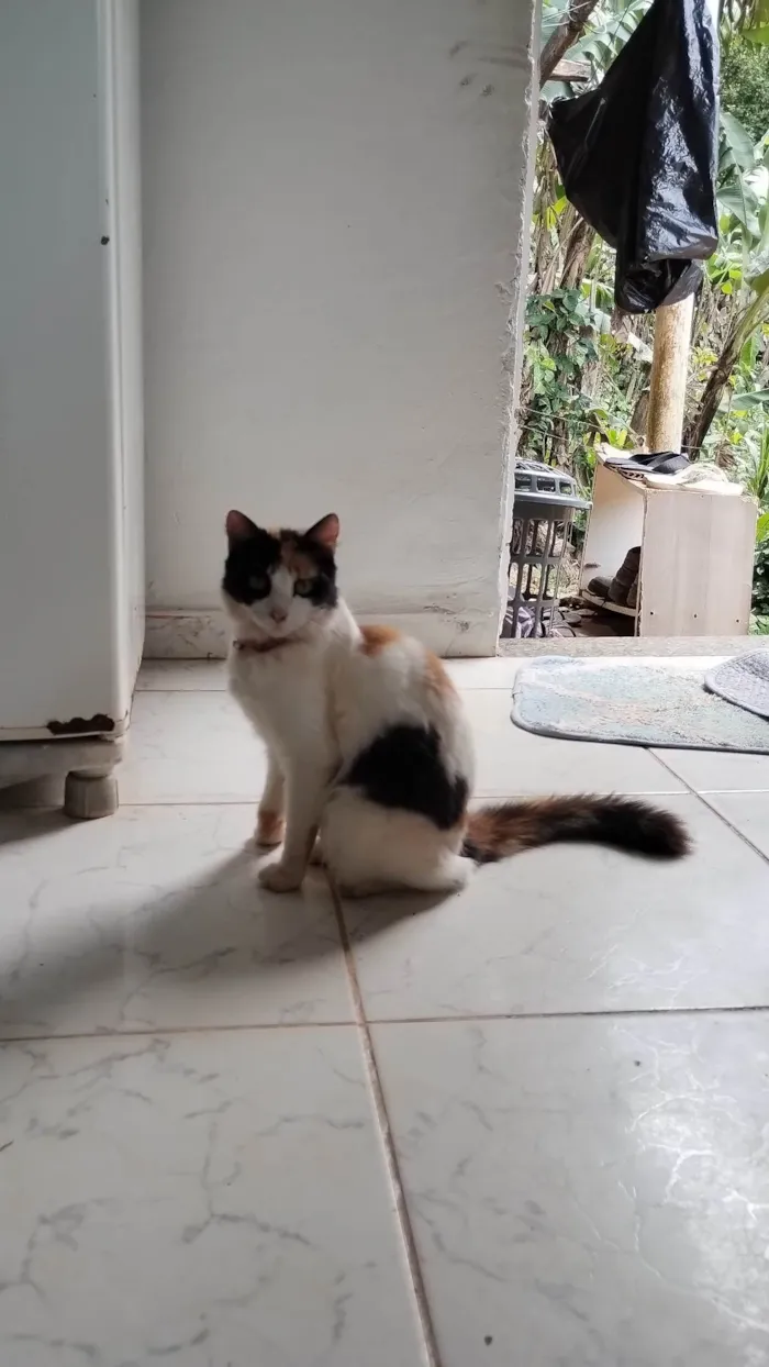 Gato ra a SRD-ViraLata idade 7 a 11 meses nome Lulu