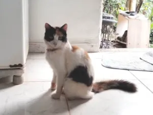 Gato raça SRD-ViraLata idade 7 a 11 meses nome Lulu